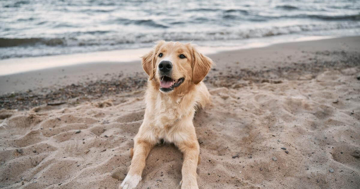 playa-perros-alcossebre